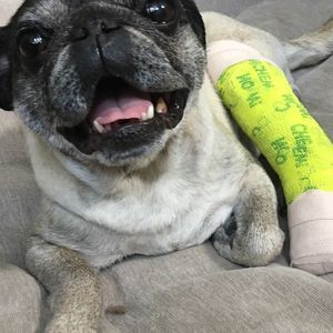 Meet your Posher, George